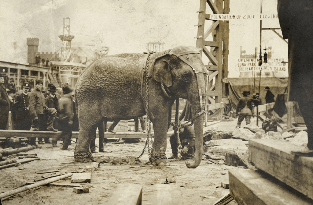 topsy elephant